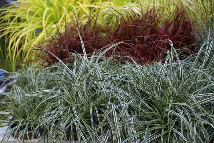 Seggen (Carex) und andere Ziergräser als Heckenunterpflanzung für den Schatten