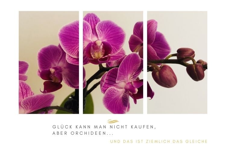 Sprüche über Glück und Leben mit kostenlosen Orchideen Bildern