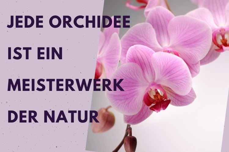 Sprüche über Orchideen die zum Nachdenken anregen