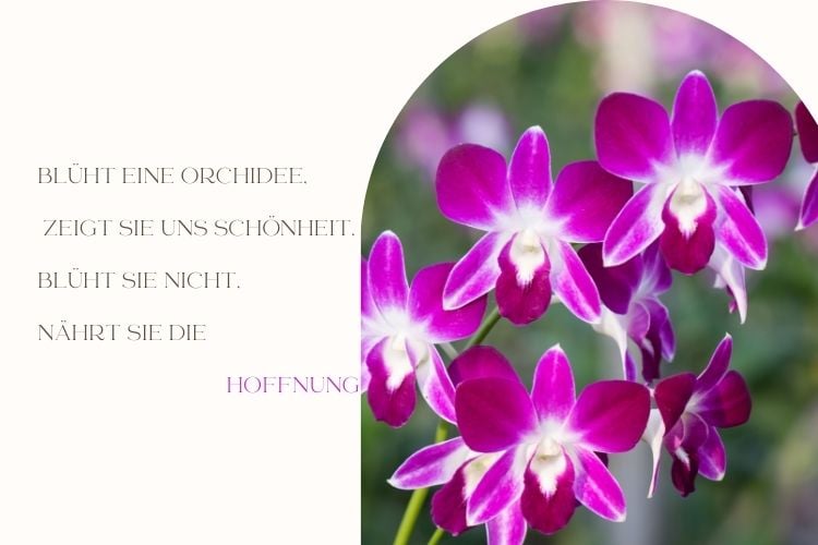 Sprüche zum Nachdenken über Orchideen - kostenlose Bilder zum Herunterladen