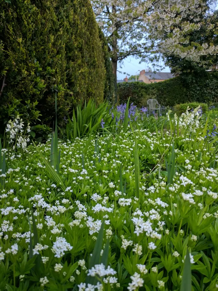 Waldmeister (Galium odoratum) als bodendeckende Heckenunterpflanzung für den Schatten