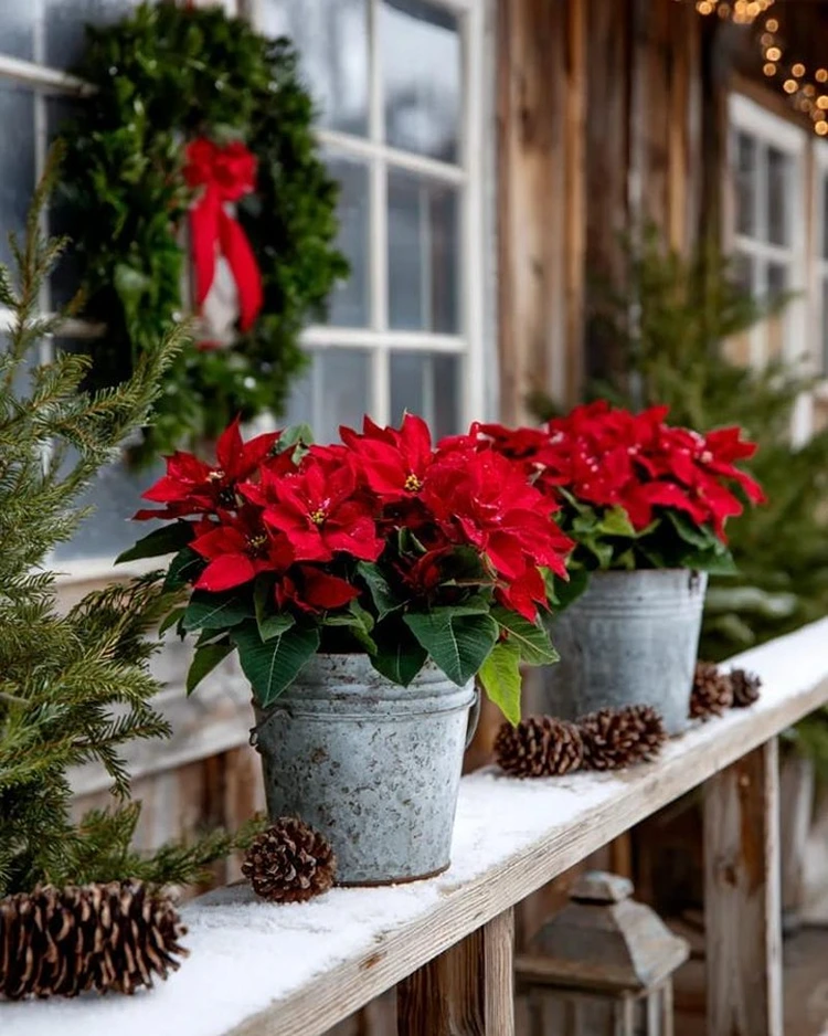 weihnachtsstern in kübel als gartendeko