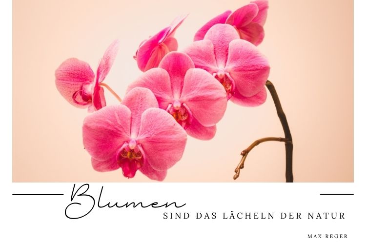 Zitate über Blumen und Orchideen mit Bildern zum kostenlosen verschicken