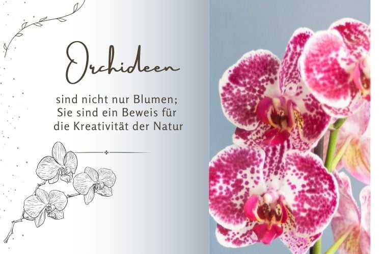 Zitate über Blumen und Orchideen mit schönen Bildern