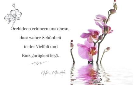 zitate über orchideen zum nachdenken für liebe und leben