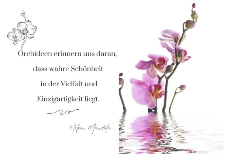 zitate über orchideen zum nachdenken für liebe und leben