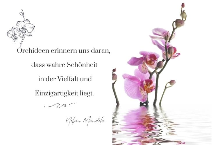 Zitate über Orchideen zum Nachdenken für Liebe und Leben