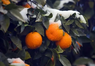 ab wann den Mandarinenbaum nach draußen stellen