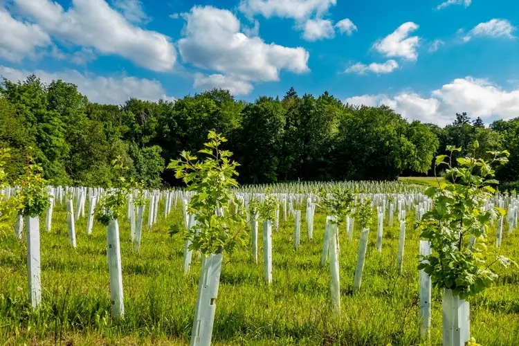 Agroforstwirtschaft funktioniert auch bei schlechter Bodenqualität