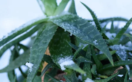 Aloe vera Pflanze eingefroren Was Sie bei Frostschäden tun und wie Sie sie vermeiden können!