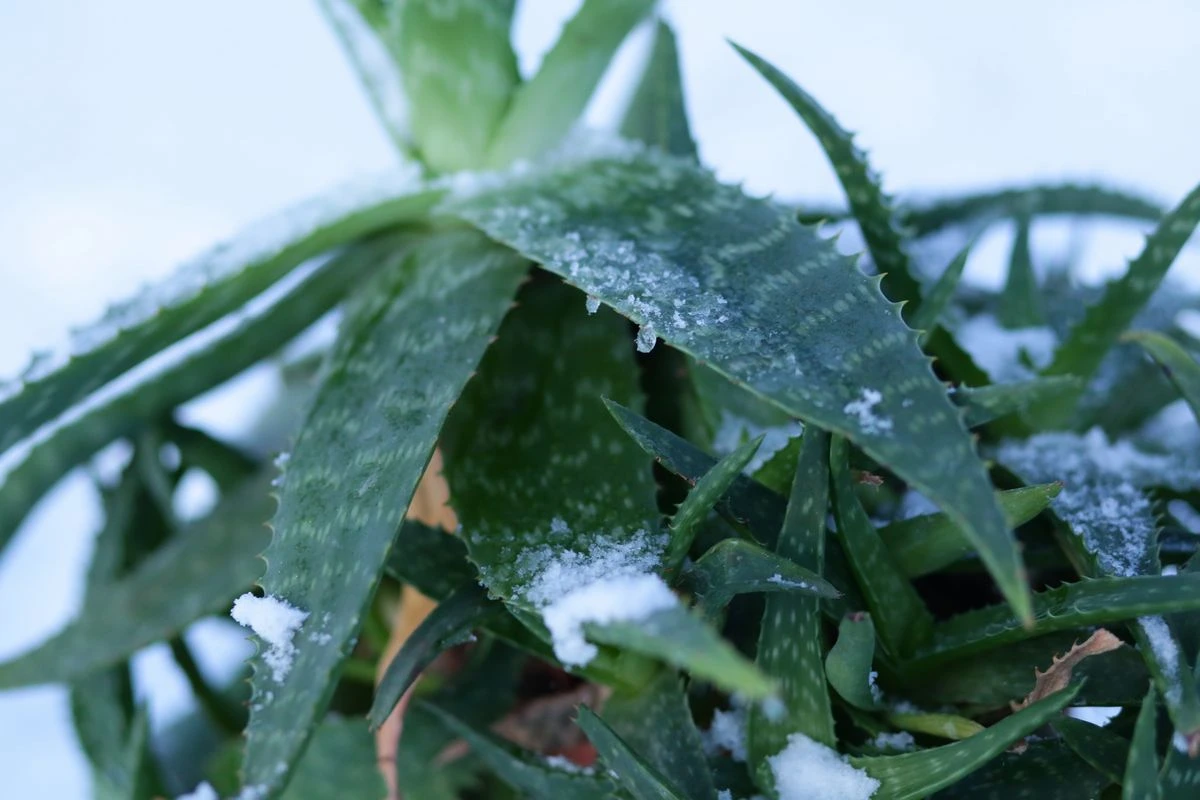 Aloe vera Pflanze eingefroren Was Sie bei Frostschäden tun und wie Sie sie vermeiden können!