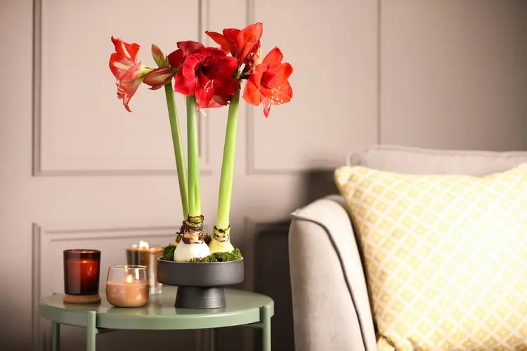 Amaryllis mit großen Blüten für die Winterzeit drinnen