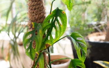 Augenfleckenkrankheit an Monstera erkennen