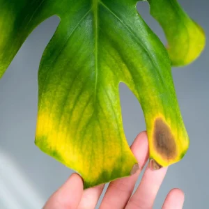 Augenfleckenkrankheit an Monstera Was Sie bei braunen Stellen tun können!