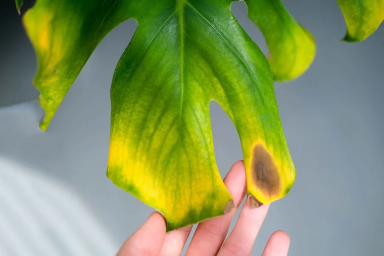 Augenfleckenkrankheit an Monstera Was Sie bei braunen Stellen tun können!