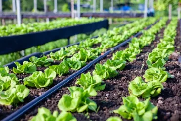 Bio-Landwirtschaft auf einem verpachteten Grundstück mit fruchtbarem Boden