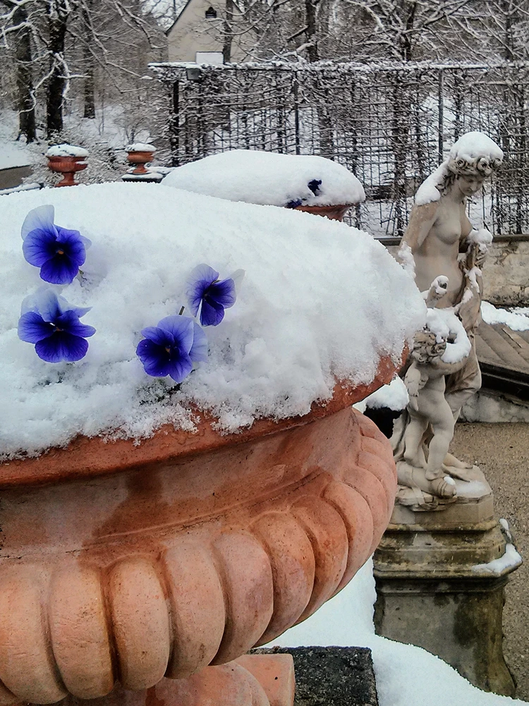 blaue stiefmütterchen unter schneedecke im linderhof schloss, bayern, deutschland