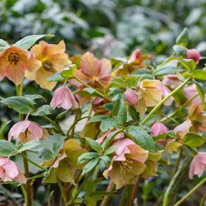 Christrose lässt die Blüten hängen - Ursachen und was Sie tun können