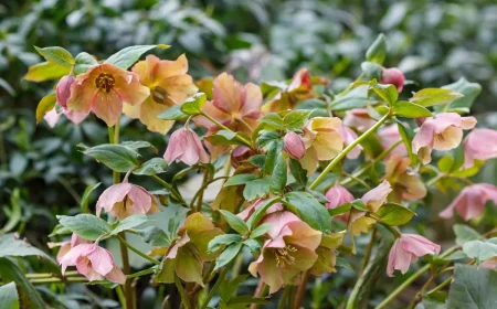 Christrose lässt die Blüten hängen - Ursachen und was Sie tun können