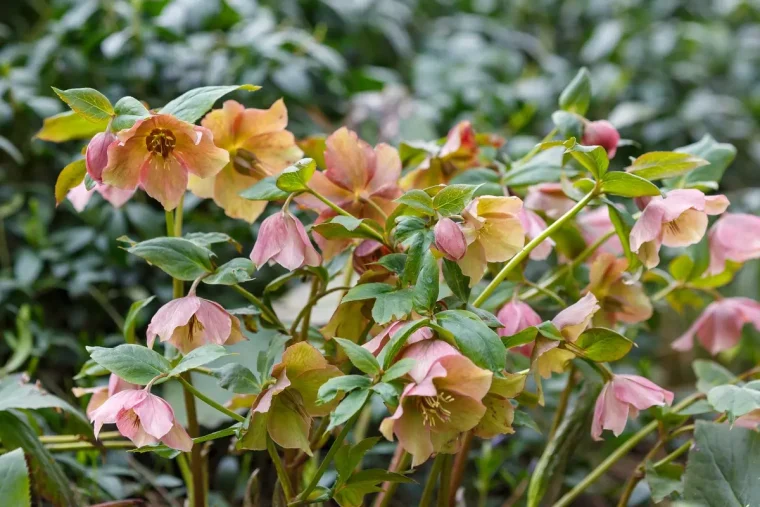 Christrose lässt die Blüten hängen - Ursachen und was Sie tun können