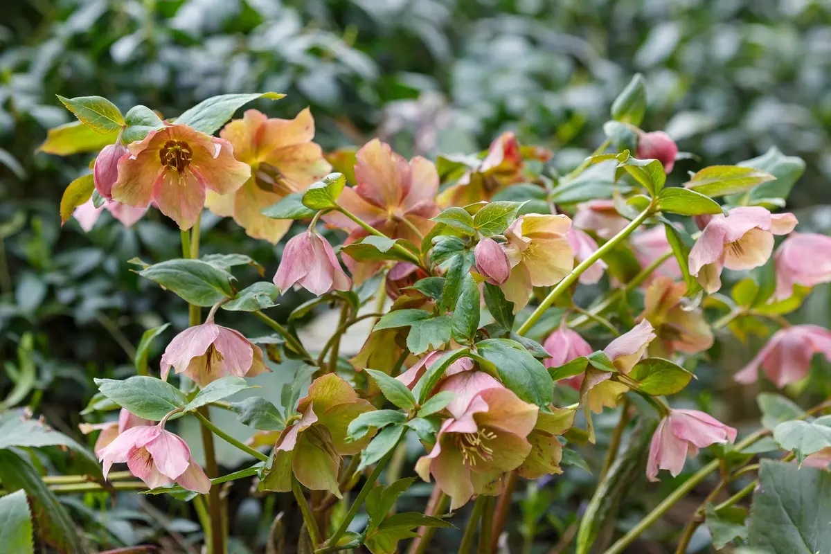 Christrose lässt die Blüten hängen - Ursachen und was Sie tun können