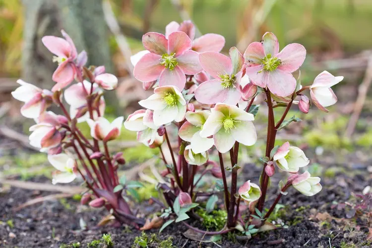 Christrosen sind winterhart und sehr beliebte Winterblumen