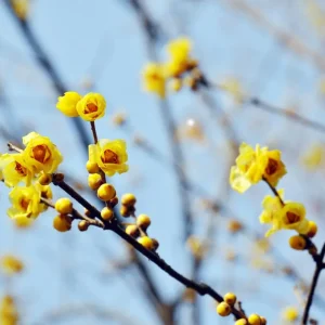 Die Chinesische Winterblüte ist ein Strauch mit leuchtend gelben Blüten