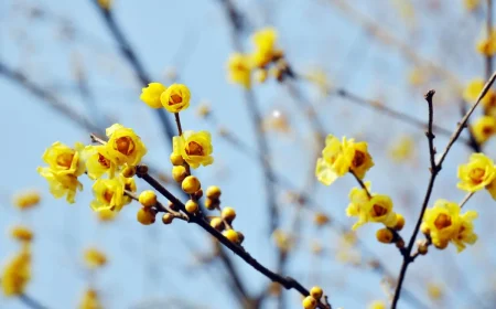 Die Chinesische Winterblüte ist ein Strauch mit leuchtend gelben Blüten