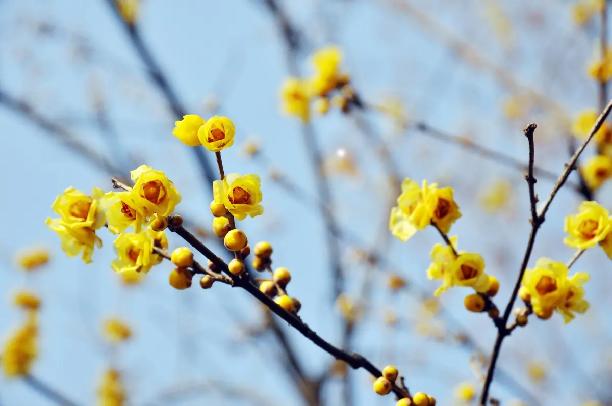 Die Chinesische Winterblüte ist ein Strauch mit leuchtend gelben Blüten