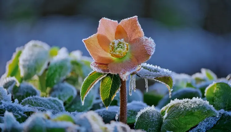 Die Christrose lässt die Blüten hängen bei Frost und Kälte