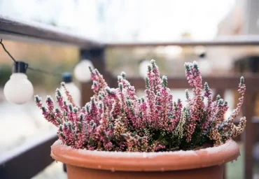 Die frostharte Winterheide gedeiht in Beeten und Kübeln auch in Winter