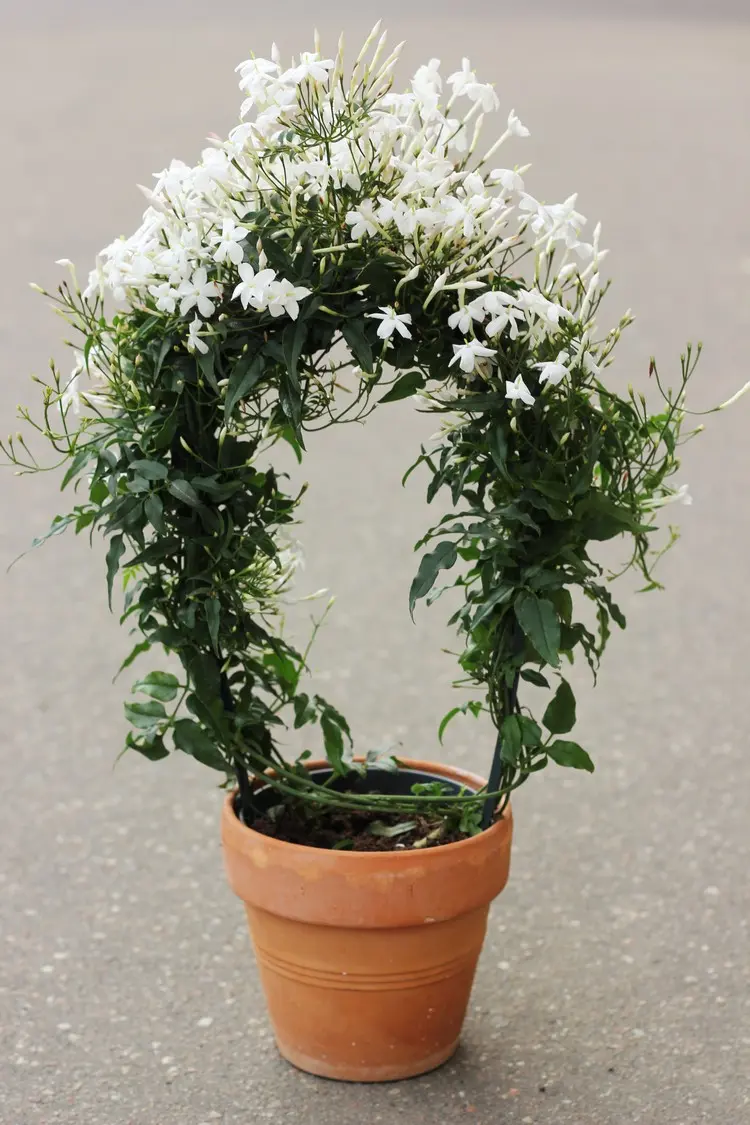 Duftender Jasmin als Zimmerpflanze mit Winterblüte