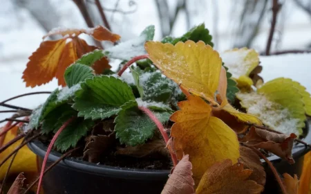 Erdbeeren haben gelbe Blätter im Winter So können Sie Ihre Pflanzen retten und überwintern!