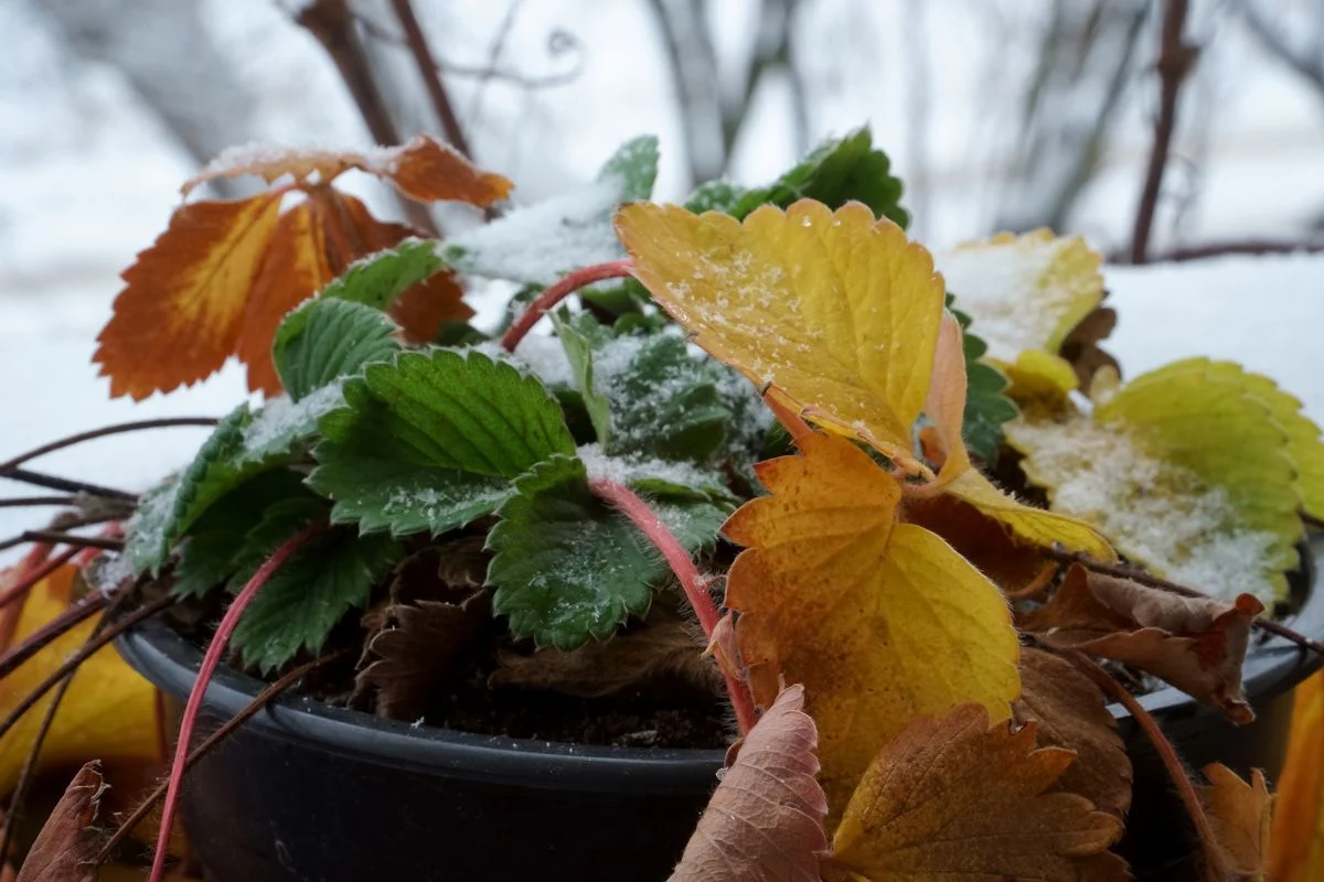 Erdbeeren haben gelbe Blätter im Winter So können Sie Ihre Pflanzen retten und überwintern!