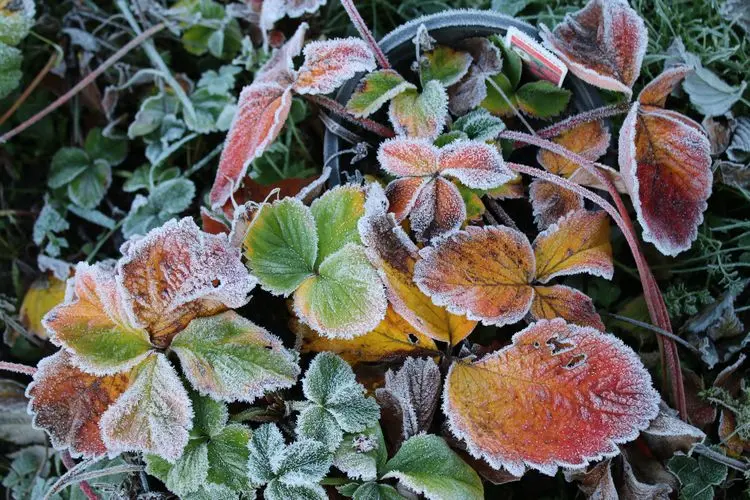 Erdbeeren haben gelbe Blätter im Winter Temperatur beachten