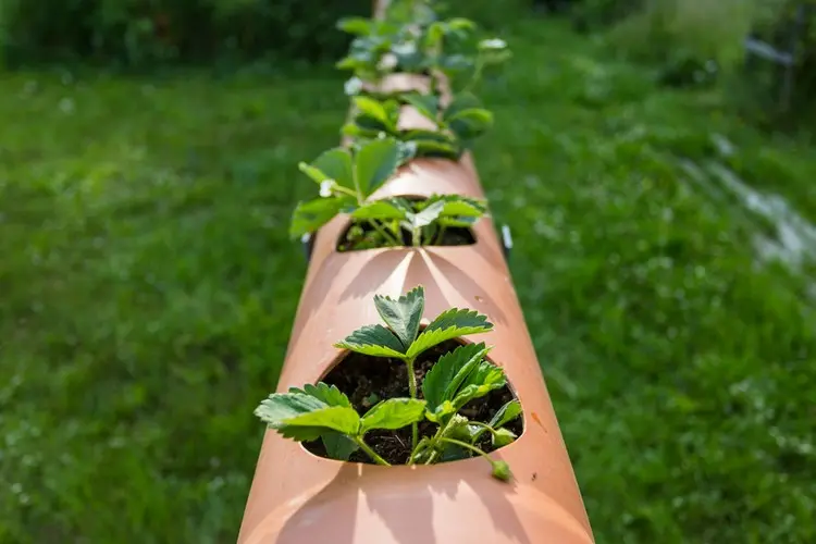 Erdbeeren im Rohr überwintern - Lohnt sich die Mühe oder nicht