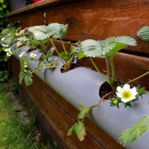 Erdbeeren im Rohr überwintern - Was dabei zu beachten ist