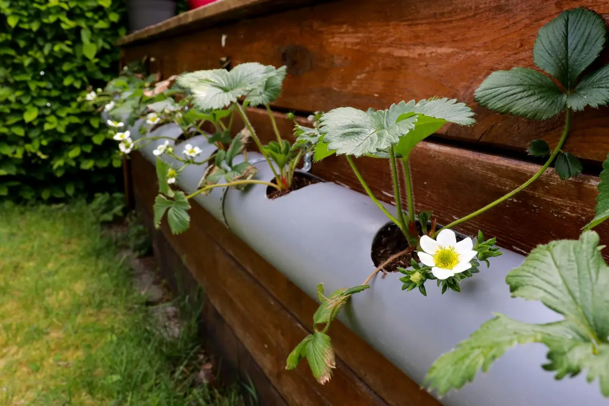 Erdbeeren im Rohr überwintern - Was dabei zu beachten ist