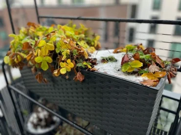 Erdbeeren im Topf überwintern , um gelbe Blätter und Frostschäden zu vermeiden