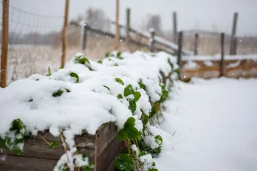 erdbeeren unter schneedecke