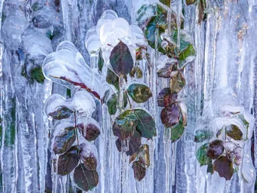 Erfrorene Blätter und Blüten bedeuten nicht gleich tote Wurzeln