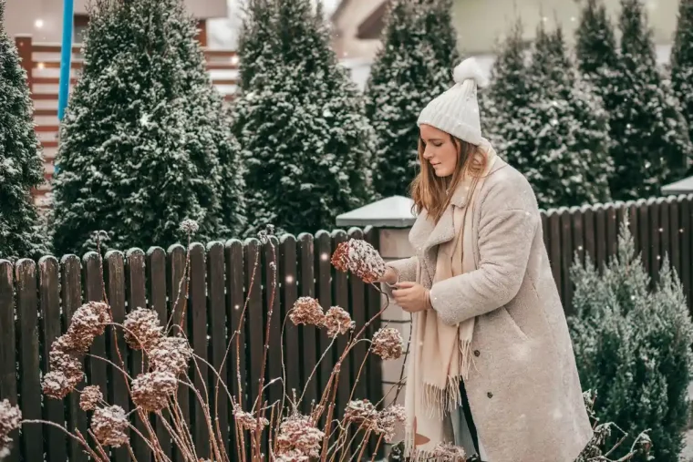 Erfrorene Hortensien Wie Sie die Pflanze retten und Frostschäden vorbeugen können!