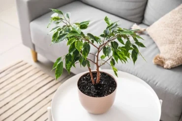 Ficus Benjamini falscher Standort