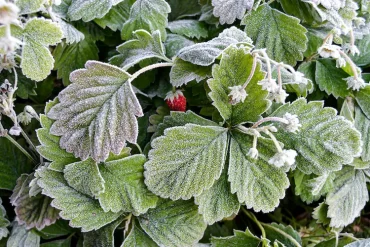 frost während der blütezeit der erdbeeren ist problem