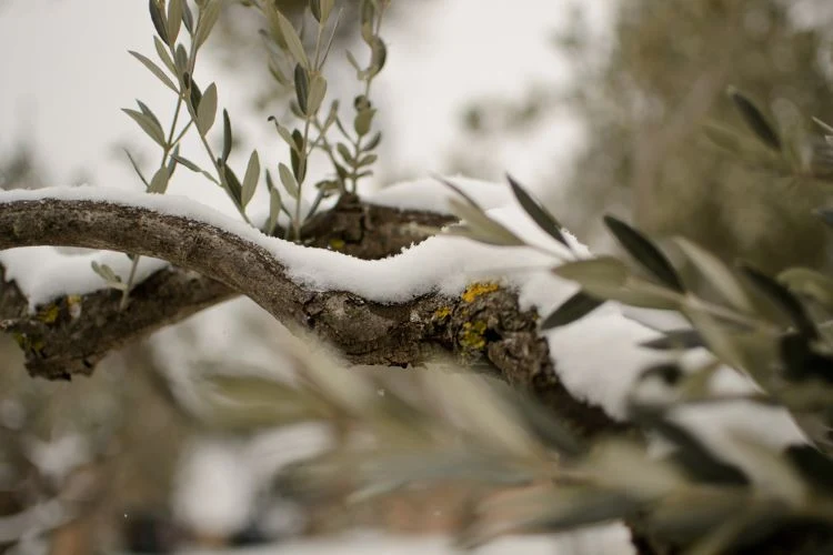 Frostschäden an Olive wie schützt man den Baum