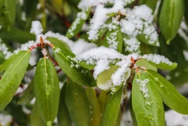 Frostschäden an Rhododendren erkennen und vermeiden