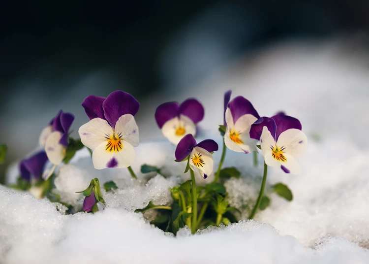 garten stiefmüttechen unter schneedecke