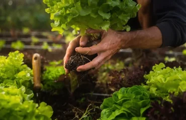 Garten umgraben und Gemüsebeet anlegen Tipps