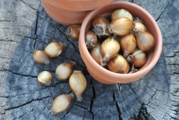 Gesunde Blumenzwiebeln finden