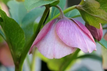 Hängende Blätter und Blütenköpfe sind erste Anzeichen für Schädlingsbefall